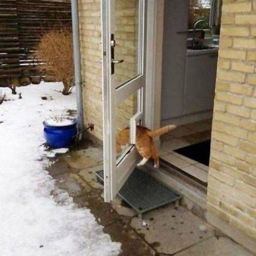 Click to enlarge Cat gate