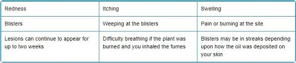 Click to enlarge poison ivy symptoms