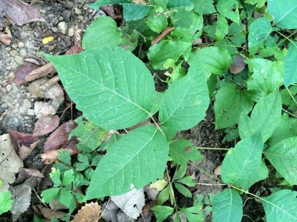 Poison Ivy