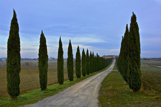 Asciano, Tuscany countryside Cypress trees