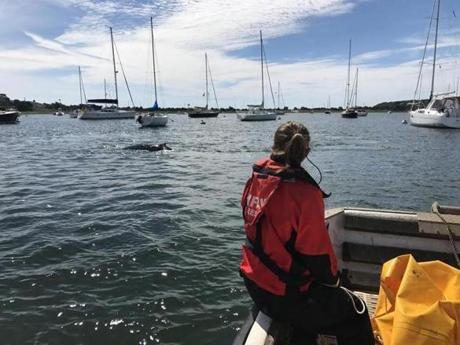 Click to enlarge Sarah Sharp, IFAW veterinarian, observed the whale in the harbor.