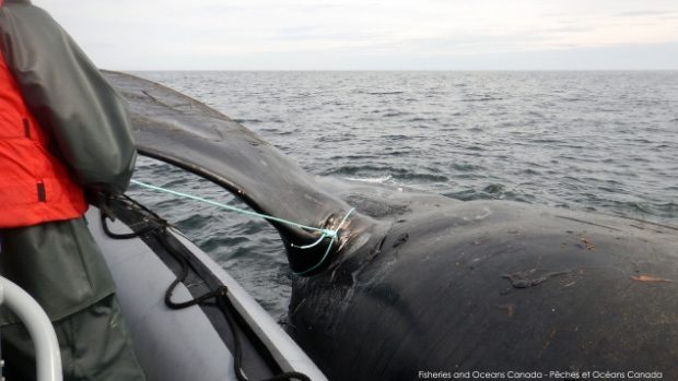 Click to enlarge Seven endangered right whales have been found dead in the Gulf of St. Lawrence since June.