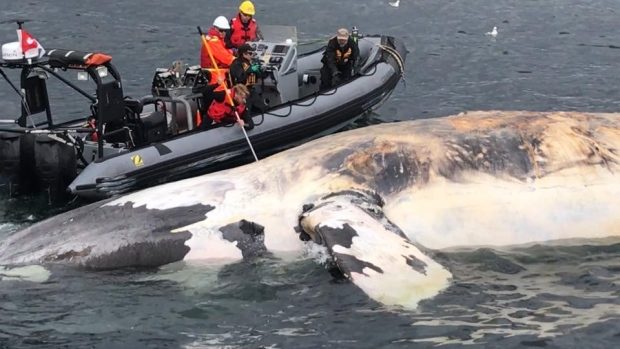 Researchers from the Marine Animal Response Society examining one of the dead right whales.