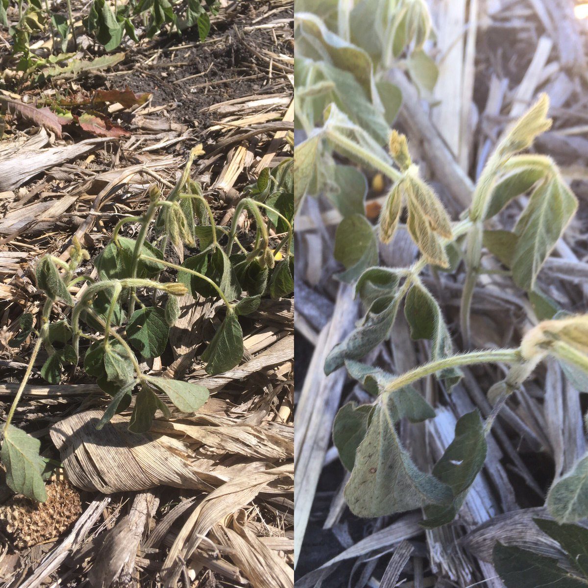 Frost damage