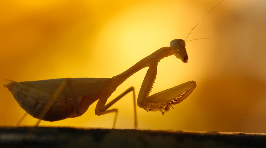 Preying mantis