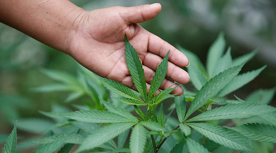 Click to enlarge marijuana plant