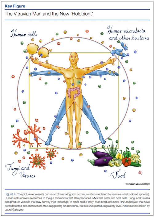 Click to enlarge vitruvian