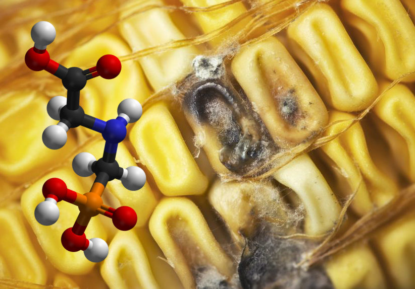 GMO corn