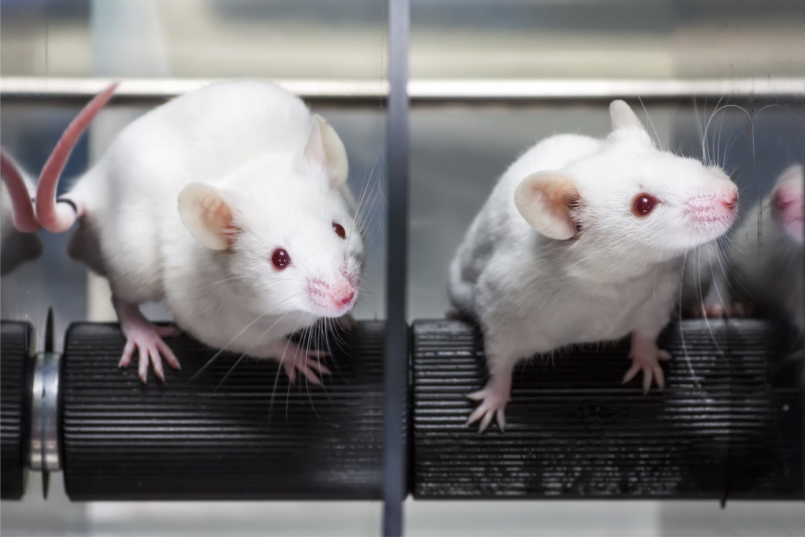 lab mice