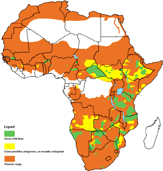 Click to enlarge Africa lions