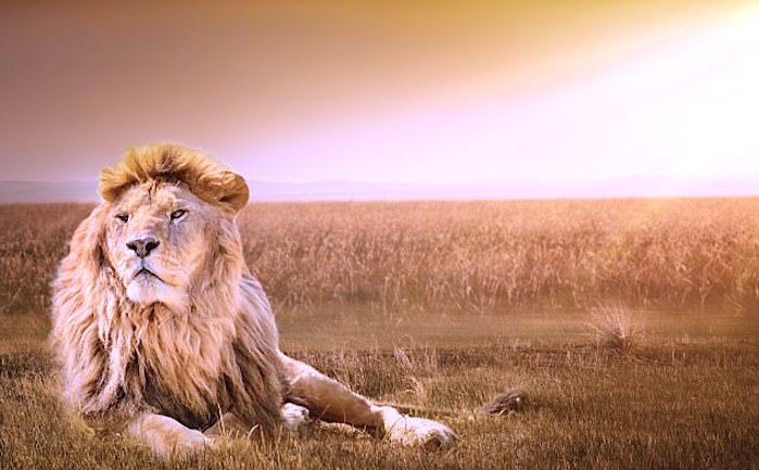 Click to enlarge Lion