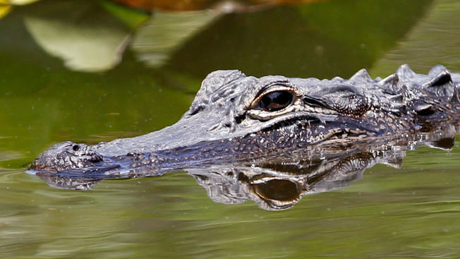 Click to enlarge alligator