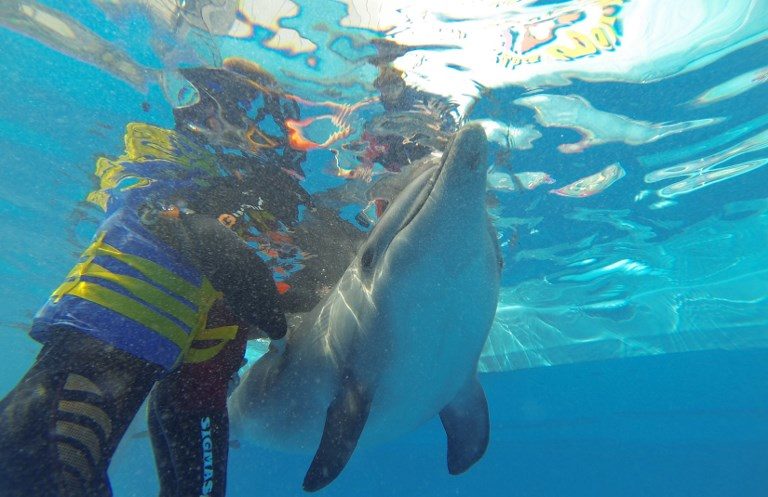 Trainers prepare for a dolphin therapy session in a dolphinarium in the Crimean resort town of Alushta, on April 24, 2014.
