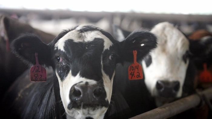 cows