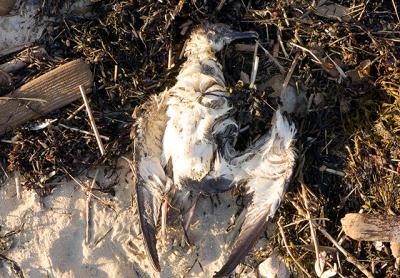 “Starvation is my lead, but why they starved is a whole other ballgame,” Frank Quevedo, the director of South Fork Natural History Museum and Nature Center, said of the dead shearwaters washing up on local beaches.