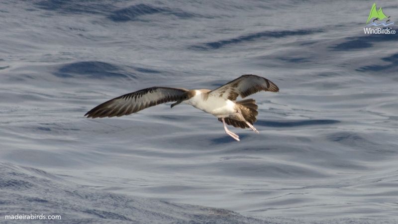 Great Shearwater