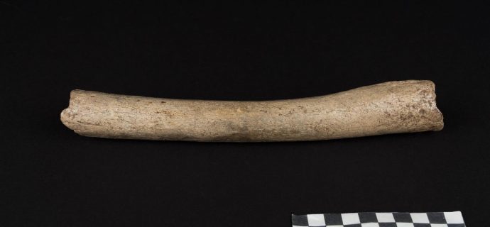 German neanderthal thigh bone