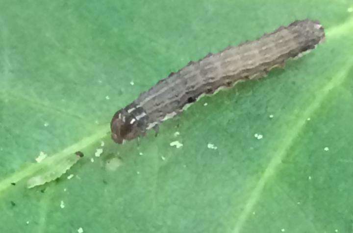 Large armyworm