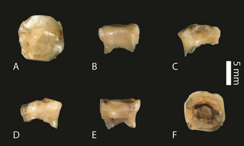 Click to enlarge Denisovian tooth