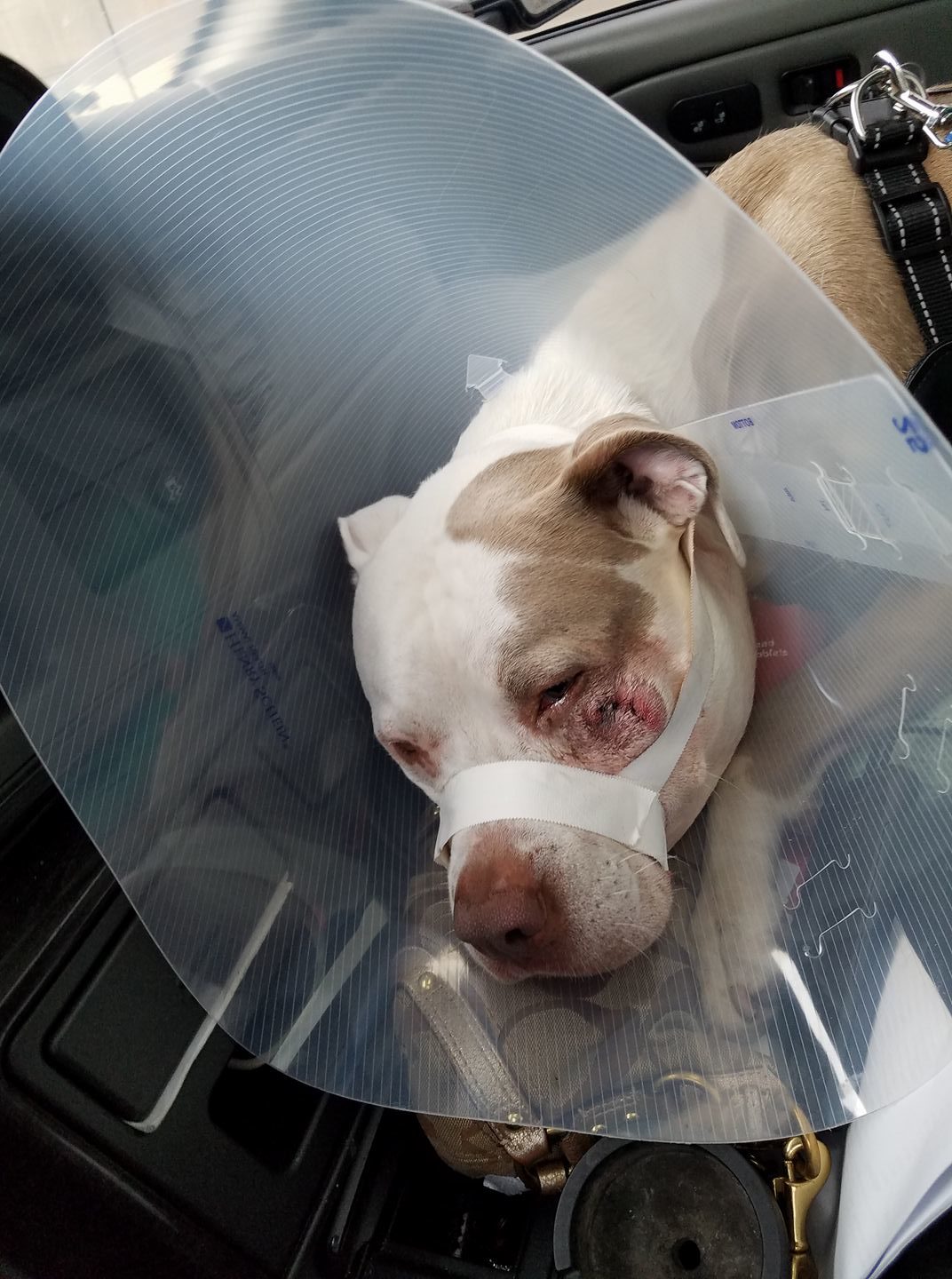 injured dog