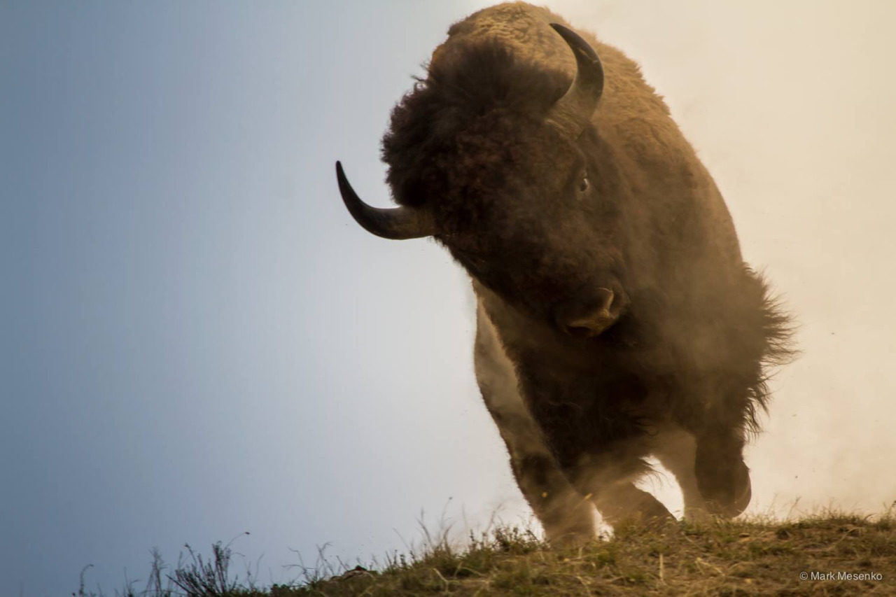 Charging Bison