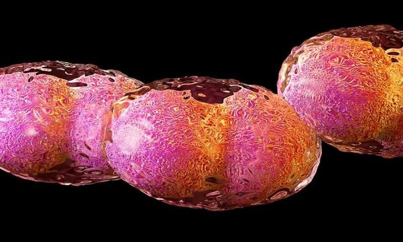 horsepox virus