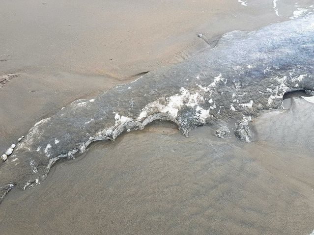Click to enlarge dead whale
