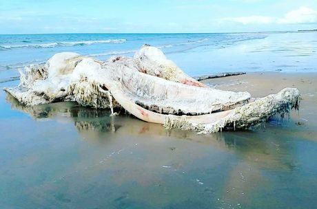 Campers found the humpback whale carcass washed up on Coonarr Beach on Monday.