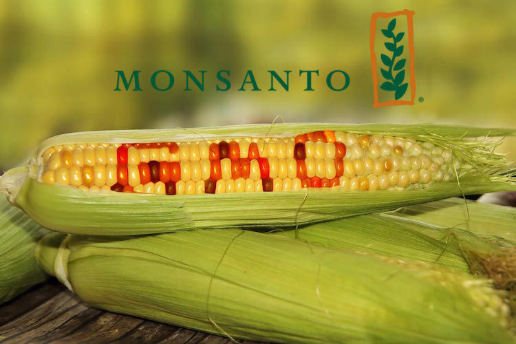 GMO Corn