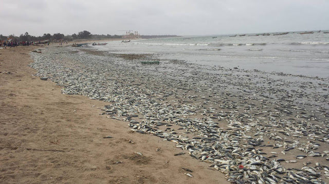 Massive die off of fish in a nature reserve in southern Gambia, see below