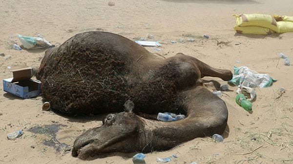 Click to enlarge It is estimated that there are still about 150,000 Qatari camels in Saudi Arabia and it is not clear what their fate will be.