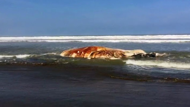 Click to enlarge Two dead whales were found on San Jose beach.