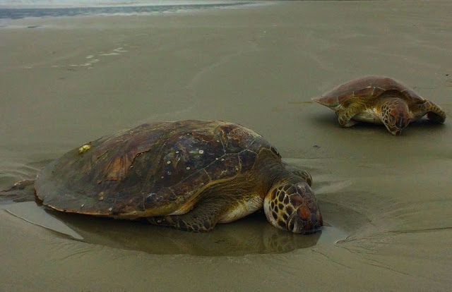 Click to enlarge dead turtles