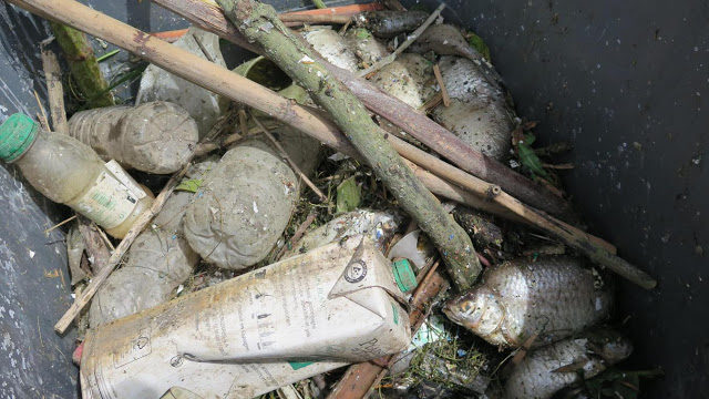 Click to enlarge The lack of oxygen in the water caused the death of thousands of fish, in the environment of the marina of Wambrechies.