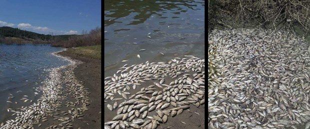 Click to enlarge dEAD FISH