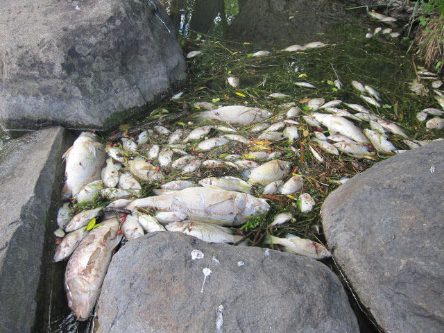 Click to enlarge dead fish
