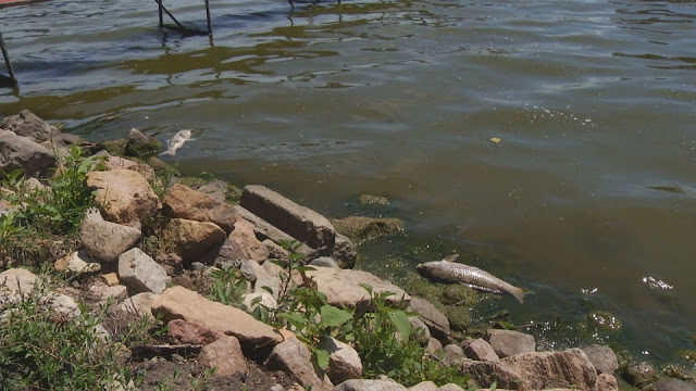 Click to enlarge dead fish