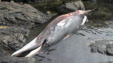 Click to enlarge Minke whale: Washed up dead