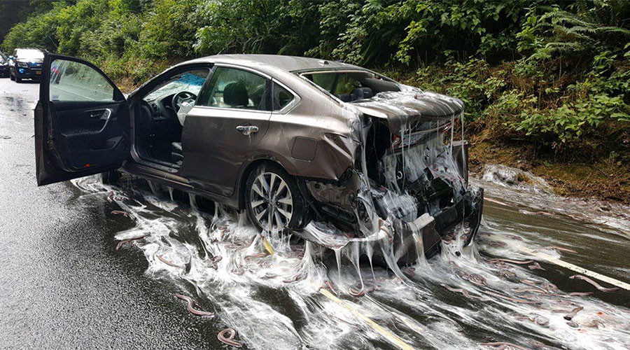 Eels on wheels