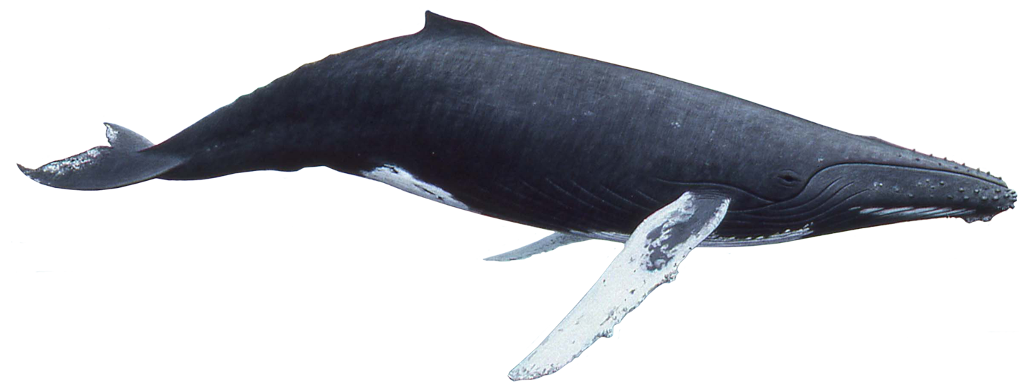 Humpback whale