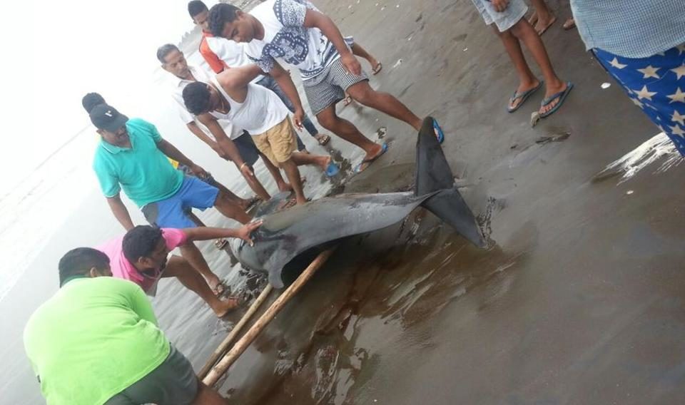Rajodi fishermen trying to push the whale back into the sea.
