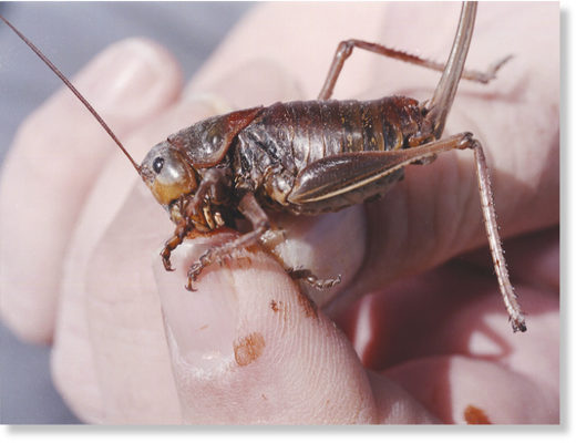 FILE - In this June 10, 2003, file photo, Jeff Knight, an entomologist with the Nevada Department of Agriculture, holds a female Mormon cricket north of Reno, Nev.