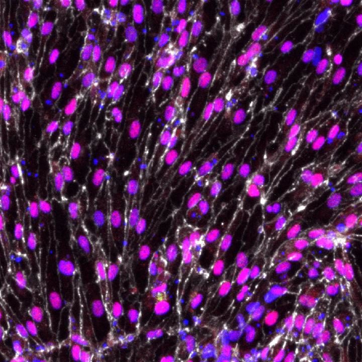Click to enlarge stem cells