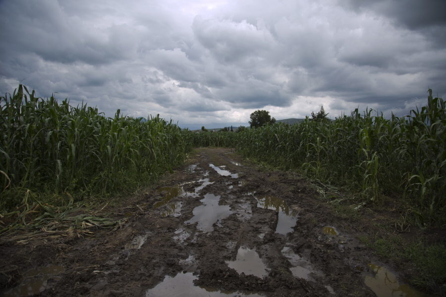 Puddles of gasoline fill a road in the middle of a cornfield