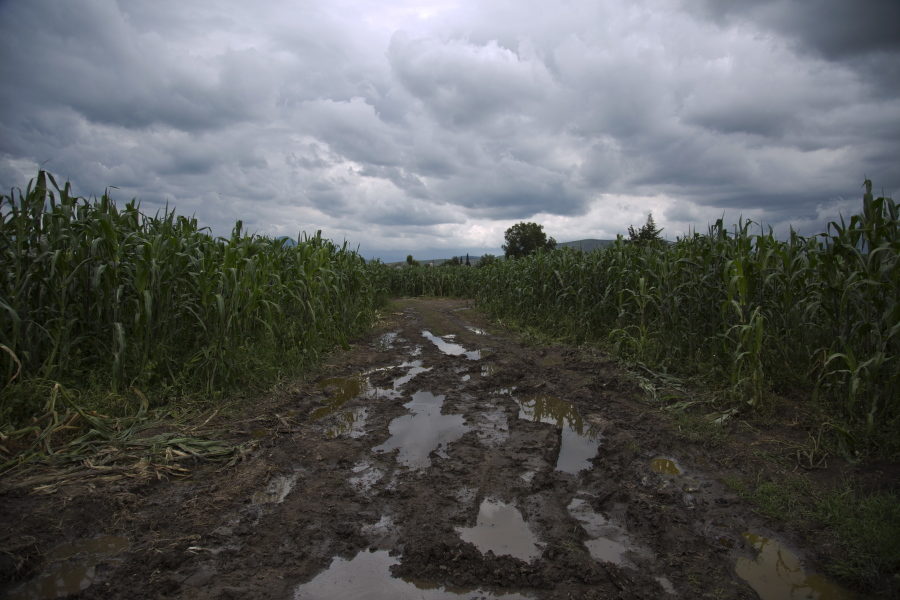 Click to enlarge Puddles of gasoline fill a road in the middle of a cornfield