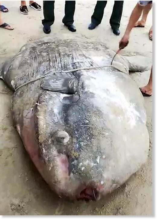 Residents of Liu’ao Township in China found this colossal sunfish washed up