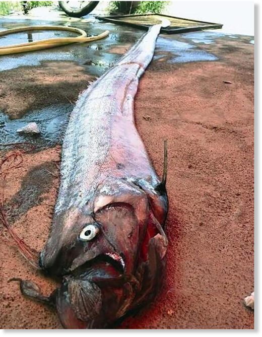 Villagers came across this 11ft oarfish on the beach just three days later