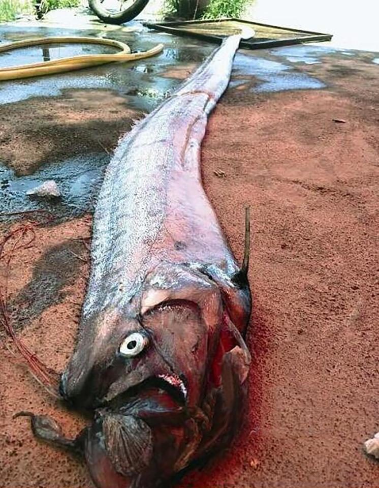 Click to enlarge Villagers came across this 11ft oarfish on the beach just three days later