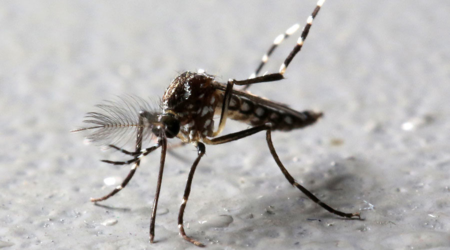 mosquito