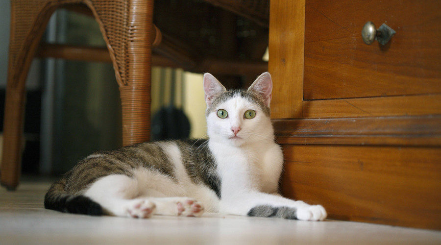 housecat